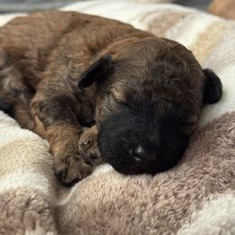 Chipotle - Sable female Poodle puppy in Haines City, Florida from Noelle Poodles