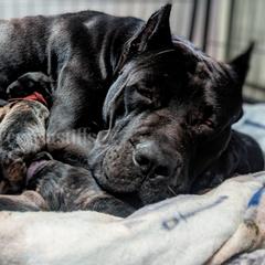 Molosser (Bully x) Puppies from Riot River Mastiffs