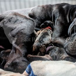 Molosser (Bully x) Puppies from Riot River Mastiffs