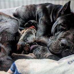 Molosser (Bully x) Puppies from Riot River Mastiffs