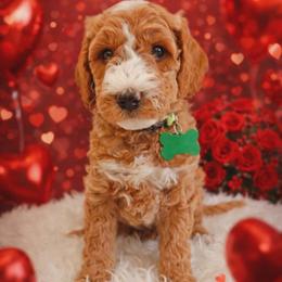 Hera - Red  female Goldendoodle puppy in Boise, Idaho from Goldendoodle Baby