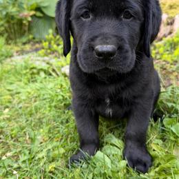 Kraken - Black male Labrador Retriever puppy in Hartland, Vermont from Enlightened Labs