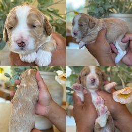 Pawny - Red female Bernedoodle puppy in Yuciapa, California from AlltheDoodlez_