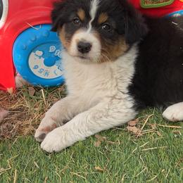 Paloma - Black tri-color female Australian Shepherd puppy in Kearney, Nebraska from Helix Aussies