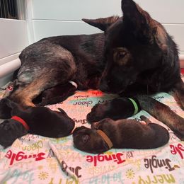 German Shepherd Puppies from Paws Of Germany
