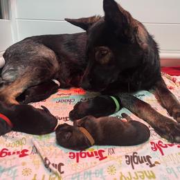 German Shepherd Puppies from Paws Of Germany
