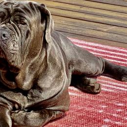 Biggie - Neapolitan Mastiff