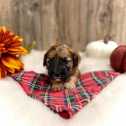 Tinsel - Brown female Whoodle puppy in Merritt, Michigan from Genesis Family Farm