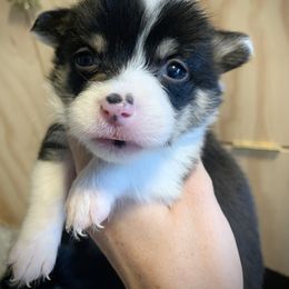 Girl 3 - Black and tan Pembroke Welsh Corgi puppy in Cumming, Georgia from Carter’s Corgis LLC