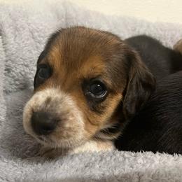 Red Collar - Black tan and bluetick female Beagle puppy in Jasper, Texas from Beech Grove Beagles
