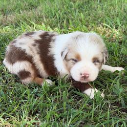Turks (RMM 1) - Red merle male Australian Shepherd puppy in Hubbard, Texas from Poston Paddock Aussies LLC