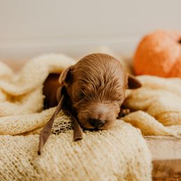 Girl 3 - Poodle puppy from Vegas Toy Poodles