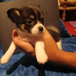 Mrs.fluffy - Black and white female Chihuahua puppy in Federalsburg, Maryland from Mobley Chihuahuas