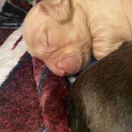 Dachshund Puppies from Hetu's Dachshunds