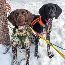 German Shorthaired Pointers from Kristen's German Shorthaired Pointers