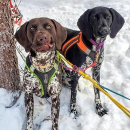 German Shorthaired Pointers from Kristen's German Shorthaired Pointers
