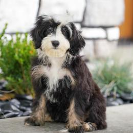Sandy (socialization program student) - Tri-color female Bernedoodle puppy in Dundee, Ohio from Down Home Doodle