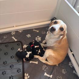 Beagle puppies from Whitney Ranch Beagles