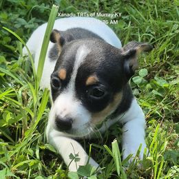 Cookie - White and black female Teddy Roosevelt Terrier puppy in Murray, Kentucky from Froschwald German Shepherds and Xanadu Teddy Roosevelt Terriers