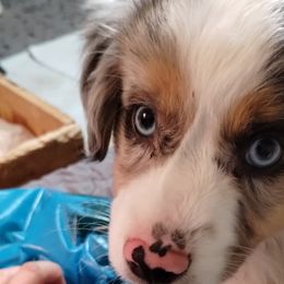 PENDLETON - Blue merle Miniature Australian Shepherd puppy in Omak, Washington from Willow Flats Kennels