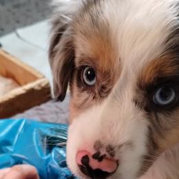 PENDLETON - Blue merle Miniature Australian Shepherd puppy in Omak, Washington from Willow Flats Kennels
