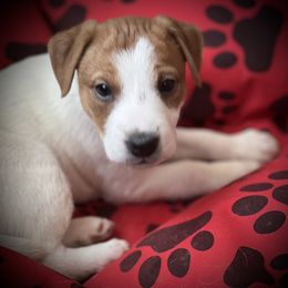 Jack Russell Terrier Puppies from Shavano Creek Jack Russell Terriers, LLC