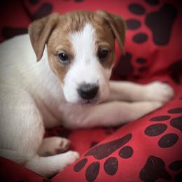 Jack Russell Terrier Puppies from Shavano Creek Jack Russell Terriers, LLC