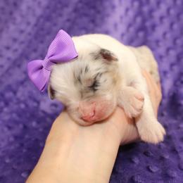 Raina - Blue merle female Australian Shepherd puppy in Anna, Texas from Fantasy Pomeranians & Fantasy Aussies