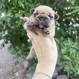 French Bulldog Puppies from Prickly Pear Kennels