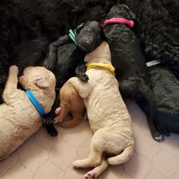 Poodle Puppies from Deborah Busch Poodles