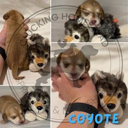 Coyote - Cream male Dachshund puppy in Fond Du Lac, Wisconsin from Clucking Homestead Springers & Dachshunds