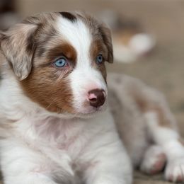 Ranger - Red merle male Australian Shepherd puppy in Franktown, Colorado from Double NB Livestock LLC