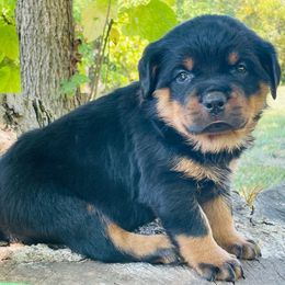 Green boy - Black and mahogany male Rottweiler puppy in Industry, Illinois from KDKs Kennels