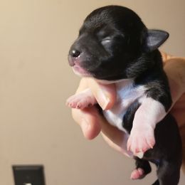 Toby - Black and white male Chihuahua puppy in Nc, Florida from Brusseluv2