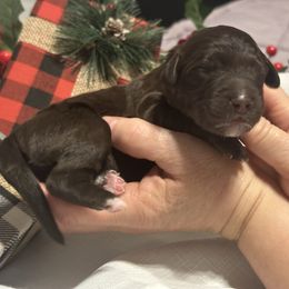 Charles - Chocolate male Goldendoodle puppy in Prosperity, Pennsylvania from Stelladoodles & Company