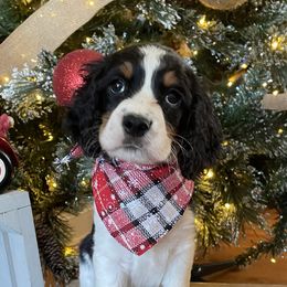 English Springer Spaniels from Sugar Creek Springer Spaniels