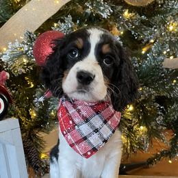 English Springer Spaniels from Sugar Creek Springer Spaniels