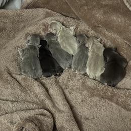French Bulldog Puppies from Brittany White