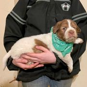 Red and white male - Tri-color Karakachan puppy in Pikeville, Tennessee from Rock Solid Ranch