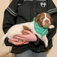 Red and white male - Tri-color Karakachan puppy in Pikeville, Tennessee from Rock Solid Ranch