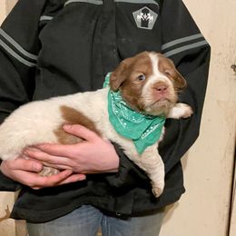 Red and white male - Tri-color Karakachan puppy in Pikeville, Tennessee from Rock Solid Ranch