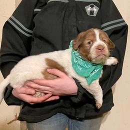 Red and white male - Tri-color Karakachan puppy in Pikeville, Tennessee from Rock Solid Ranch