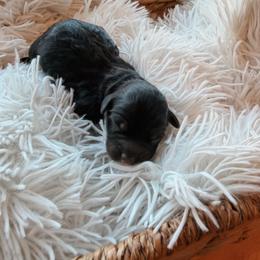 Goofy - Black tri-color male Aussiedoodle puppy in Tryon, North Carolina from Melrose Mountain Farm