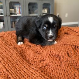 Black Tri Male - Black tri male Miniature Australian Shepherd puppy in Washington, Indiana from Southern Indiana Mini Aussies