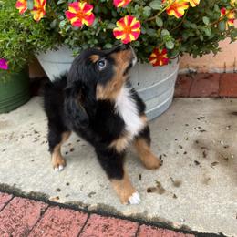 Nick aka Snickers - Black tri male Miniature Australian Shepherd puppy in Clarkesville, Georgia from North Georgia Gems