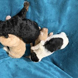 Bernedoodle puppies from Dreamer Ridge Puppies