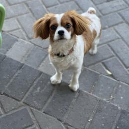 Ibby - Cavapoo