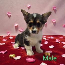 Tri Male - Black and tan male Pembroke Welsh Corgi puppy in Unicoi, Tennessee from East Tennessee Clark Corgis