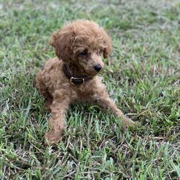Cavapoo and Poodle Puppies from Doodles of West Cobb