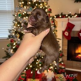 Scrooge - Chocolate male Chihuahua puppy in Bulls Gap, Tennessee from Smokey Mountain Chihuahuas